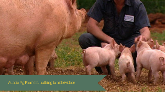 Aussie Pig Farmers: nothing to hide (video) Aussie Pig Farmers: nothing to hide (video)